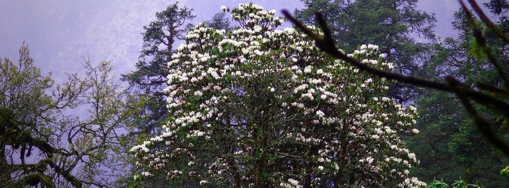 Rhododendronwald-1