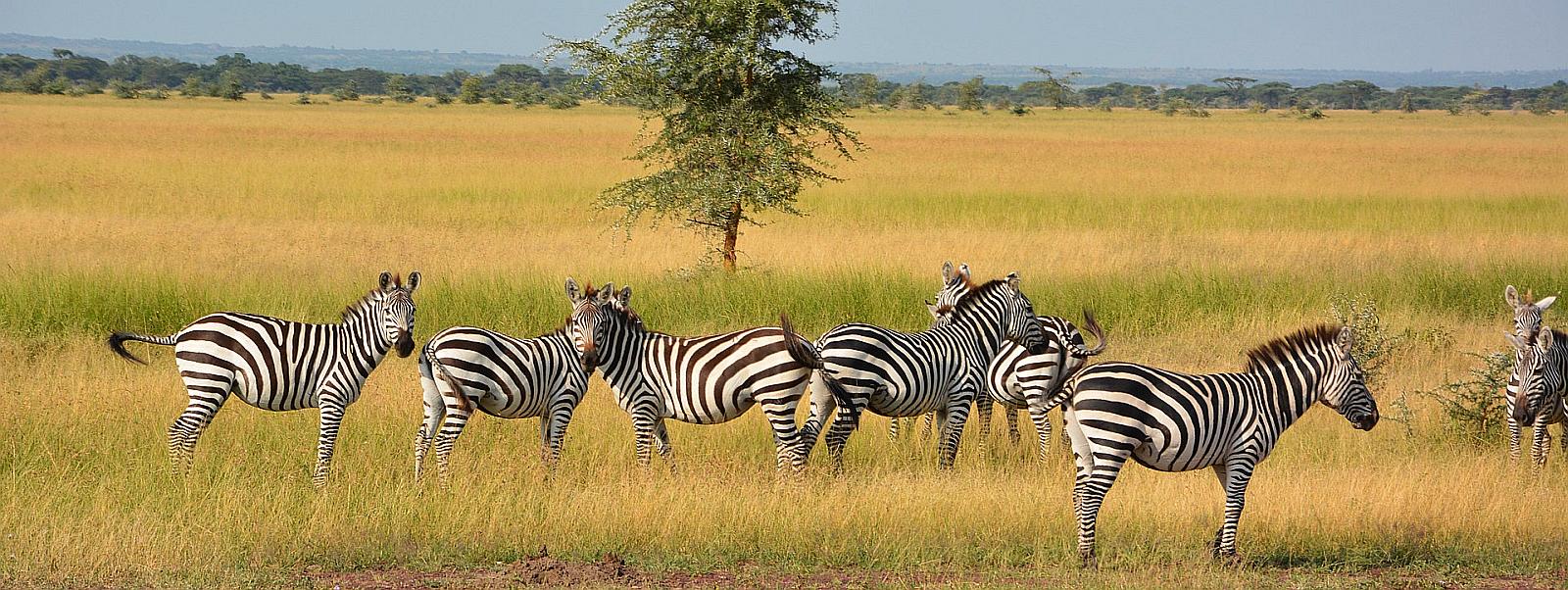 Safari Tansania - Serengeti